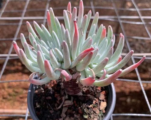 エデュリス群生 ダドレア 超美苗 大苗 大株 多肉植物 韓国苗 観葉植物 花 園芸