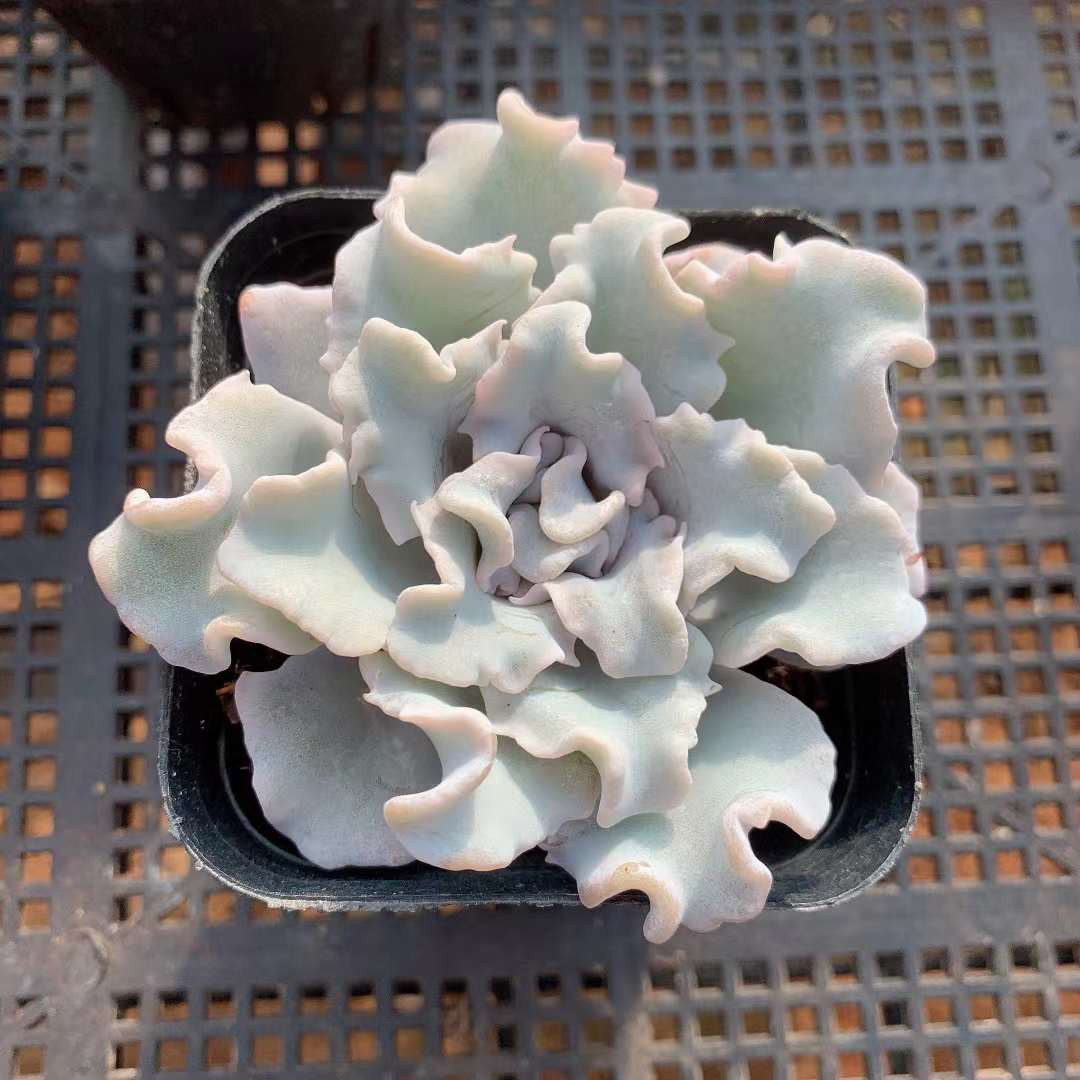 77 クリスペートビューティー錦　希少高級苗　夏色　抜き苗　多肉植物　韓国苗