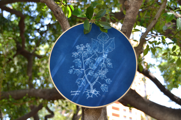 植物剪影。藍曬掛飾 Botanic Cyanotype Decoration 第2張的照片