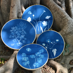 植物剪影。藍曬掛飾 Botanic Cyanotype Decoration 第5張的照片