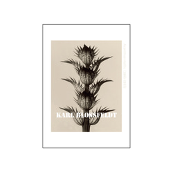 アートポスター、植物、ボタニカル、フォトグラフィー、古民家、北欧テイストのインテリアに！モノトーンなお部【K-0429】 15枚目の画像