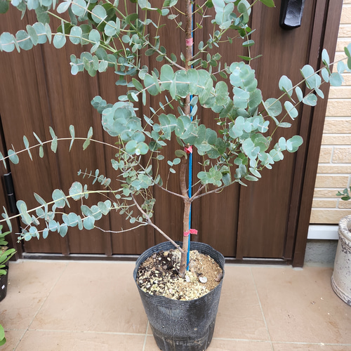 鉢植えユーカリ(シネレア,銀丸葉) 樹高180cm 観葉植物 楽天市場】ユーカリ（銀丸葉：シネレア）1鉢 4.5号 ポット苗 銀丸葉