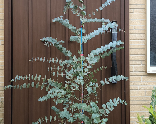 さくら！現品、ユーカリの大苗※シネレア　少し紅葉してます！　この鉢のみ シネレア ユーカリ の特徴と育て方 | 苗木部の部室 〜苗木、育て
