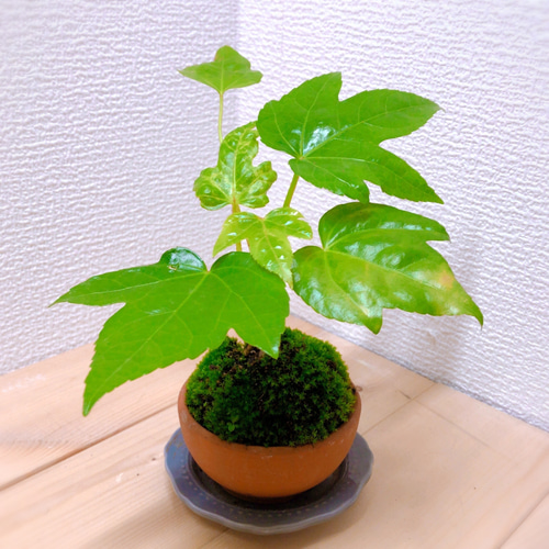 ミニ苔盆栽 天狗の羽うちわ ヤツデ 盆栽 tareme 通販 15607569｜Creema