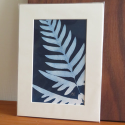 植物剪影。藍曬框畫 Botanic Cyanotype Framed Art Piece 第3張的照片