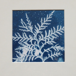 植物剪影。藍曬框畫 Botanic Cyanotype Framed Art Piece 第3張的照片