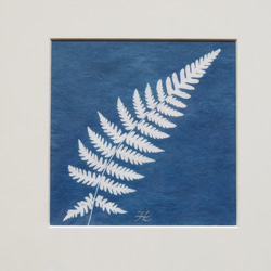 植物剪影。藍曬框畫 Botanic Cyanotype Framed Art Piece 第5張的照片