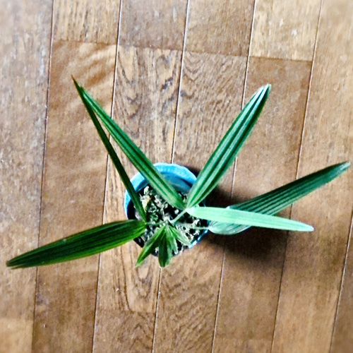 シュロの木 8cmポット苗 高さ40cmくらい 盆栽 tareme 通販 15607937