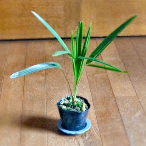 シュロの木 8cmポット苗 高さ40cmくらい 盆栽 tareme 通販 15607937