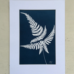 植物剪影。藍曬框畫 Botanic Cyanotype Framed Art Piece 第4張的照片