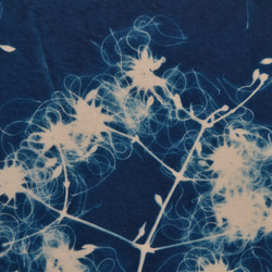 植物剪影。藍曬框畫 Botanic Cyanotype Framed Art Piece 第8張的照片