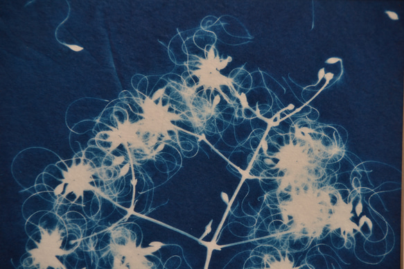 植物剪影。藍曬框畫 Botanic Cyanotype Framed Art Piece 第8張的照片