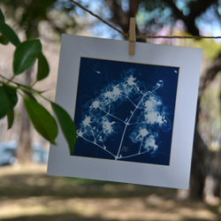 植物剪影。藍曬框畫 Botanic Cyanotype Framed Art Piece 第6張的照片