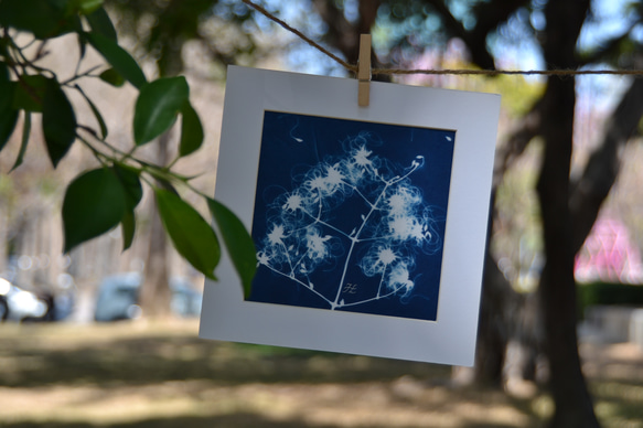 植物剪影。藍曬框畫 Botanic Cyanotype Framed Art Piece 第6張的照片