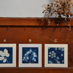 植物剪影。藍曬框畫 Botanic Cyanotype Framed Art Piece 第1張的照片