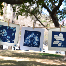 植物剪影。藍曬框畫 Botanic Cyanotype Framed Art Piece 第3張的照片