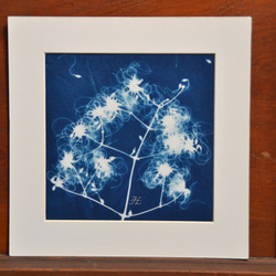 植物剪影。藍曬框畫 Botanic Cyanotype Framed Art Piece 第7張的照片