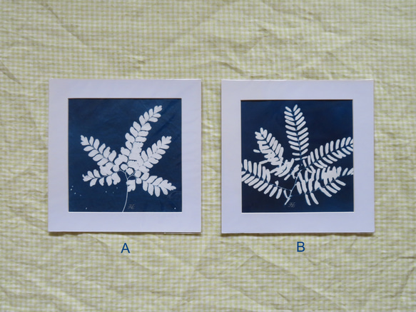 植物剪影。藍曬框畫 Botanic Cyanotype Framed Art Piece 第2張的照片