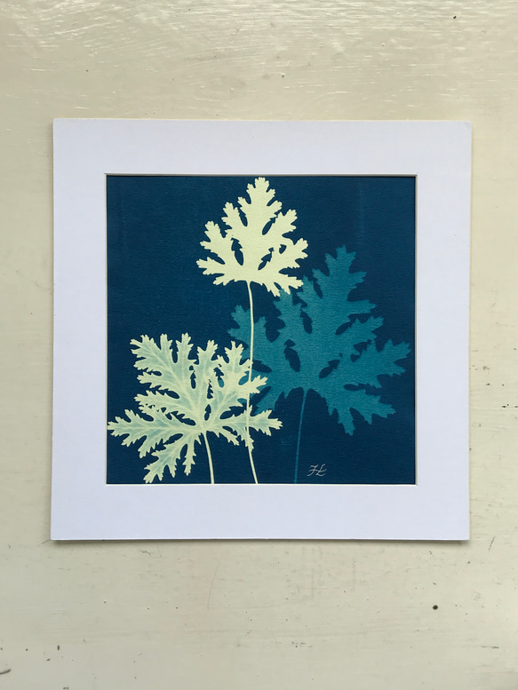 植物剪影。藍曬框畫 Botanic Cyanotype Framed Art Piece 第4張的照片