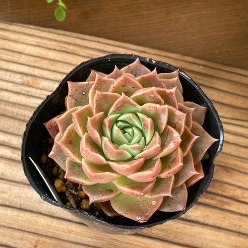 sold ムーンフィオナ 多肉 掘上げ苗 抜き苗 韓国苗 多肉植物