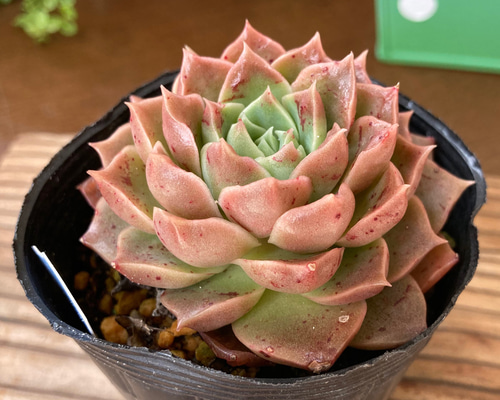 7add1740332a2d00544402bdb15be2