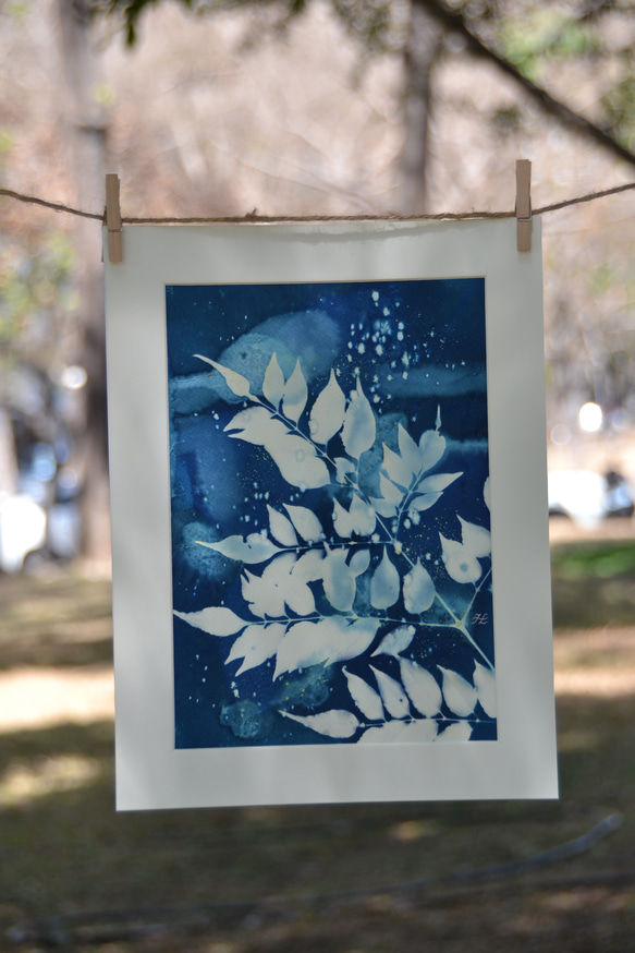 植物剪影。溼藍曬框畫 Botanic Wet Cyanotype Framed Art Piece 第2張的照片