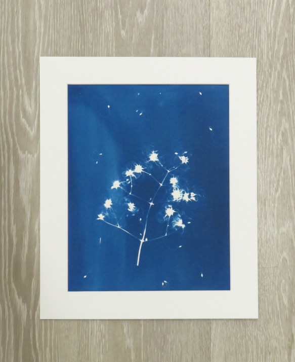 植物剪影。藍曬框畫 Botanic Cyanotype Framed Art Piece 第2張的照片