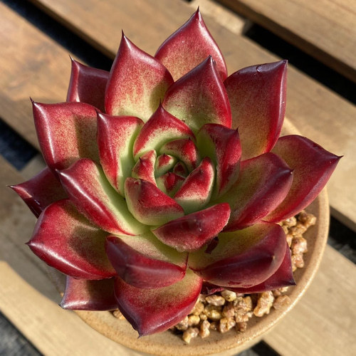 ジゼル エケベリア 超美苗 超大苗 超大株 多肉植物 韓国苗 観葉植物 花