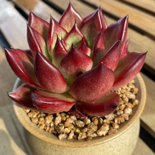 ジゼル エケベリア 超美苗 超大苗 超大株 多肉植物 韓国苗 観葉植物 花 