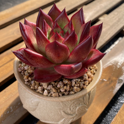 ジゼル エケベリア 超美苗 超大苗 超大株 多肉植物 韓国苗 観葉植物 花