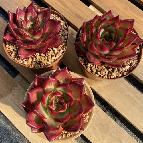 多肉植物  ❤️エボニー ジゼル ❤️吉赛尔❤️ 1大頭12cm!拔き苗！ 新入荷 ジュエル・ジェニー×48株 M257 抜き苗 多肉植物 詰め合わせ