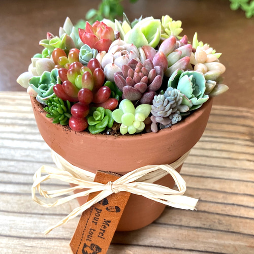 多肉植物寄せ植えそのまま飾れる 素焼き鉢 チマチマ寄せ① 多肉植物