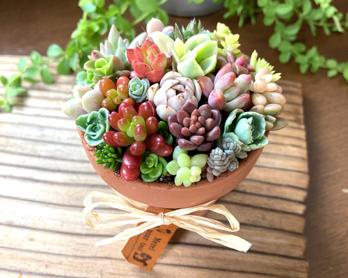 多肉植物寄せ植えそのまま飾れる 素焼き鉢 チマチマ寄せ① 多肉植物