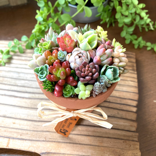 ❤︎多肉植物　白の陶器　寄植え❤︎このまま発送