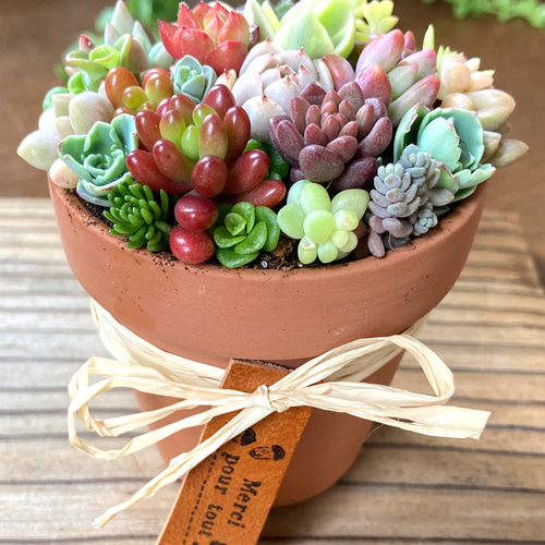 多肉植物寄せ植えそのまま飾れる 素焼き鉢 チマチマ寄せ① 多肉植物