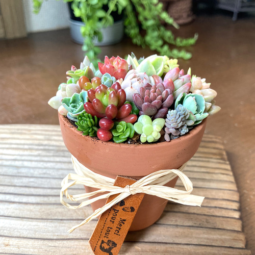 多肉植物寄せ植えそのまま飾れる 素焼き鉢 チマチマ寄せ① 多肉植物