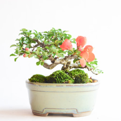 《父の日》赤花長寿梅　No.169 4枚目の画像