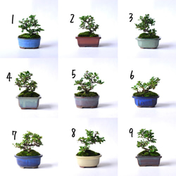 《父の日》赤花長寿梅　No.169 3枚目の画像