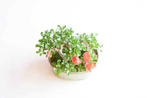 《父の日》赤花長寿梅　No.169 5枚目の画像