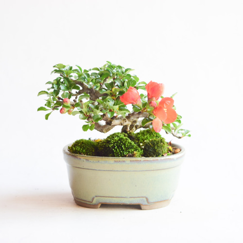 桜の花びらの形〜ハート型ハーバリウム〜 ハーバリウム・植物