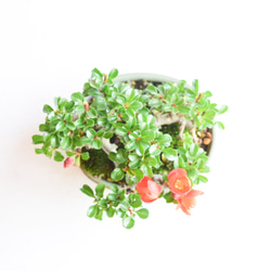 《父の日》赤花長寿梅　No.169 6枚目の画像