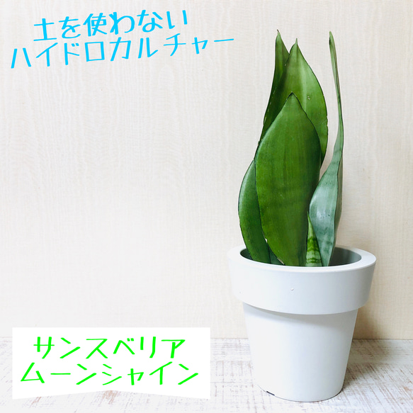 サンスベリア ムーンシャイン ハイドロカルチャー 5号サイズ