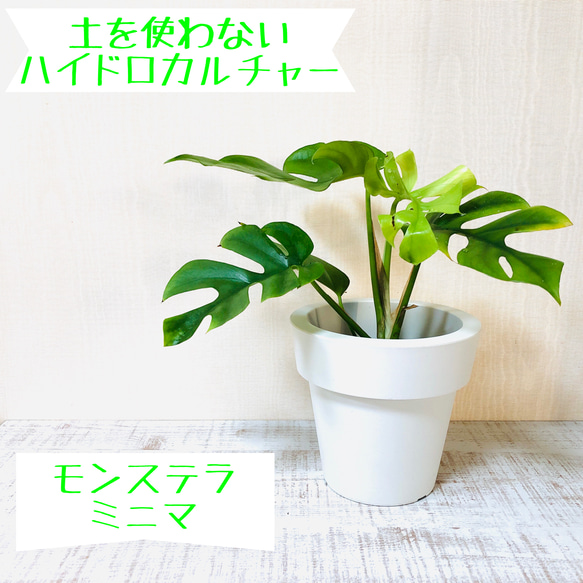 モンステラ ミニマ ハイドロカルチャー 5号サイズ 観葉植物 多肉 モンステラ ミニマ ハイドロカルチャー 5号サイズ 観葉植物 多肉
