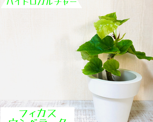 フィカス ウンベラータ ハイドロカルチャー 5号サイズ 観葉植物 多肉