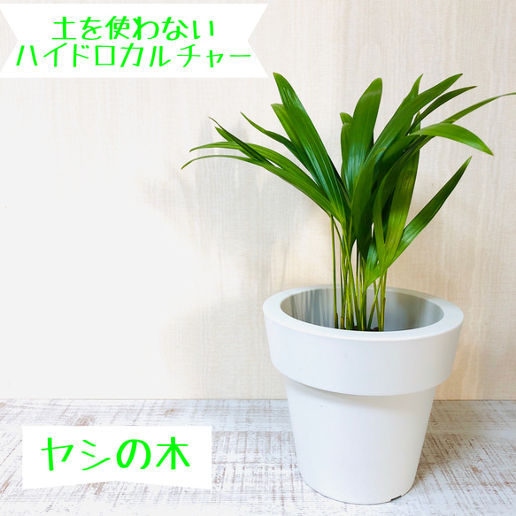 ヤシの木　ハイドロカルチャー　5号サイズ　観葉植物 1枚目の画像