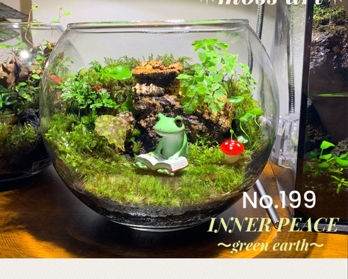天然苔テラリウムケージ完成品、隠れ家や渡り棒付き、カエル、イモリなど 隠れ家あり！自然の中の飼育箱、ケースの中の苔テラリウム通気蓋付き