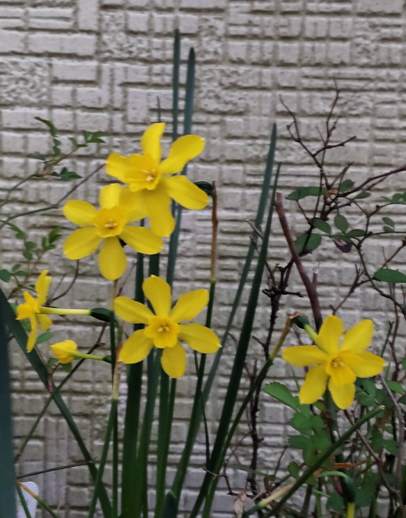 草丈低いミニミニジョンキル【ベビームーン】芳香水仙 花壇のギャザリングにも 1枚目の画像