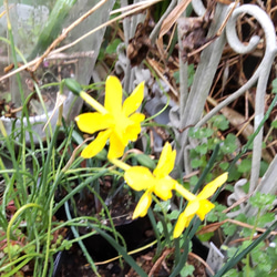 草丈低いミニミニジョンキル【ベビームーン】芳香水仙 花壇のギャザリングにも 4枚目の画像