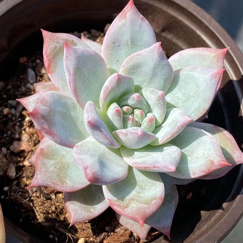 ブルーバード エケベリア 超美苗 大苗 大株 多肉植物 韓国苗 観葉植物