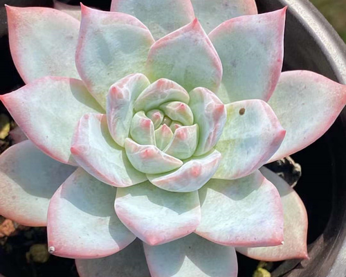 ブルーバード 大きめ苗 韓国苗 多肉植物 b3fb8ca6482189e953708c21b804ed